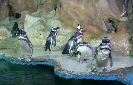 Ed. Bolinha Enseada Daire Guarujá Dış mekan fotoğraf